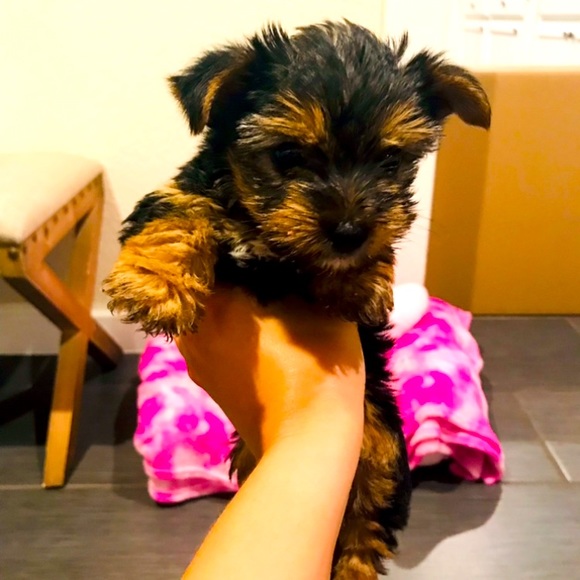 Meet your Posher, Megan - Picture 5 of 8